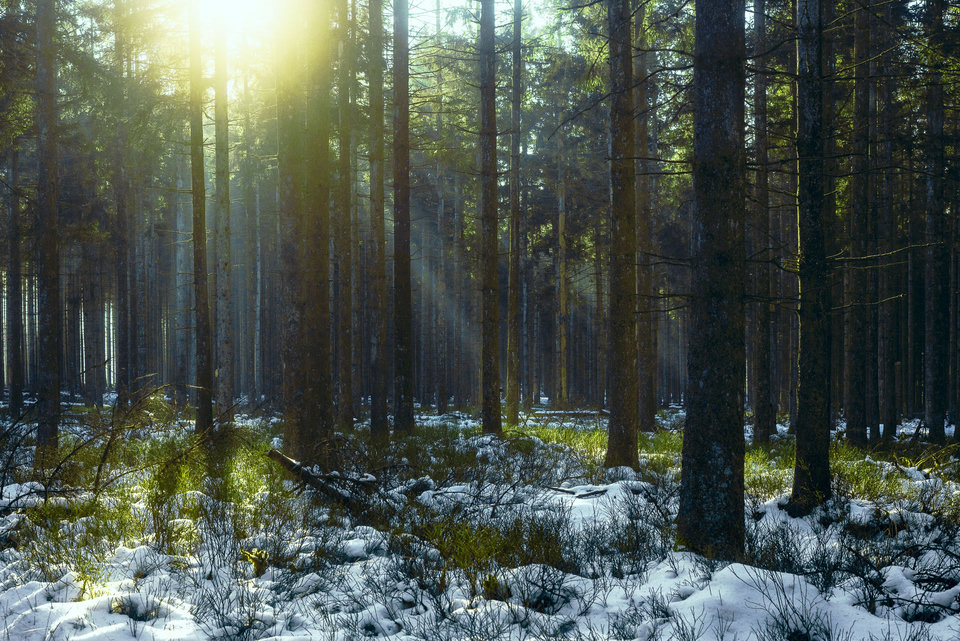 Sunset in a winter forest