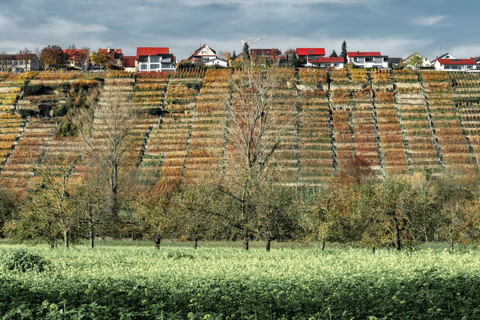 Disparate housing terrace among lined up vine stocks