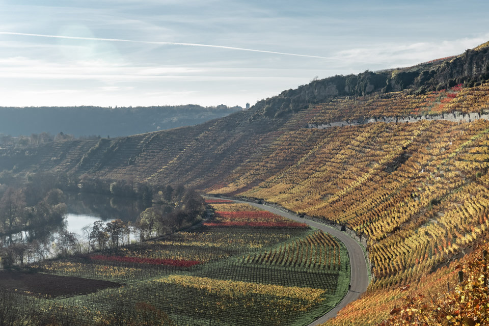 Prosperous grapevine cliffs in Autumn